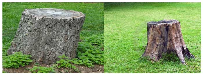 Backyard Essentials: Important Things to Know When Using a Stump Grinder